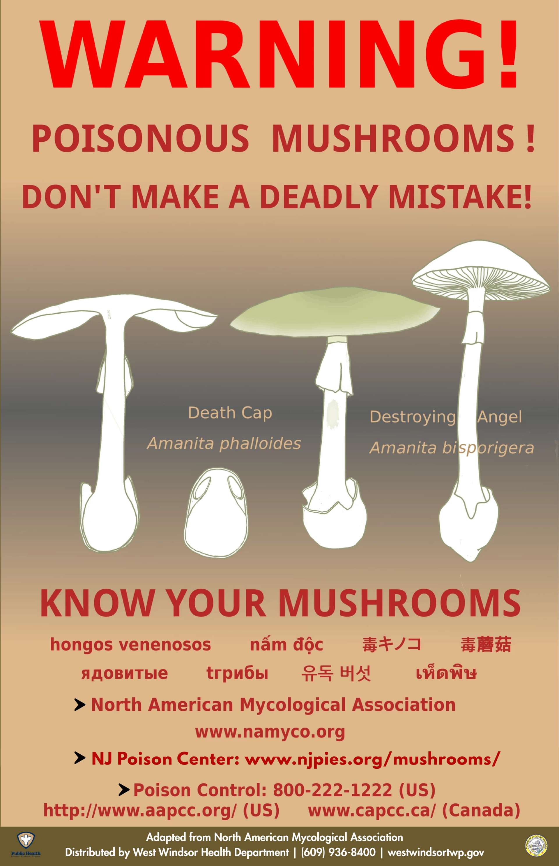 Wild Mushrooms - Copy